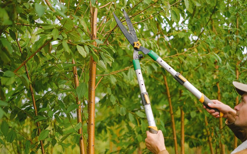 Tree trimming in Coffeen, IL
